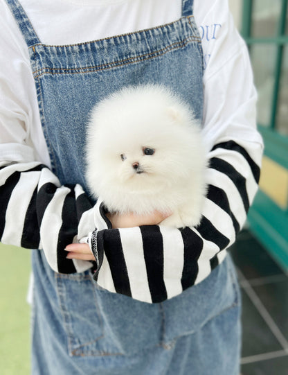 Tea cup Pomeranian-Mini - I LOVE DOG MAIN