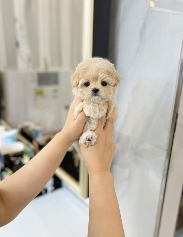 Tea cup Maltipoo-Emma - I LOVE DOG MAIN