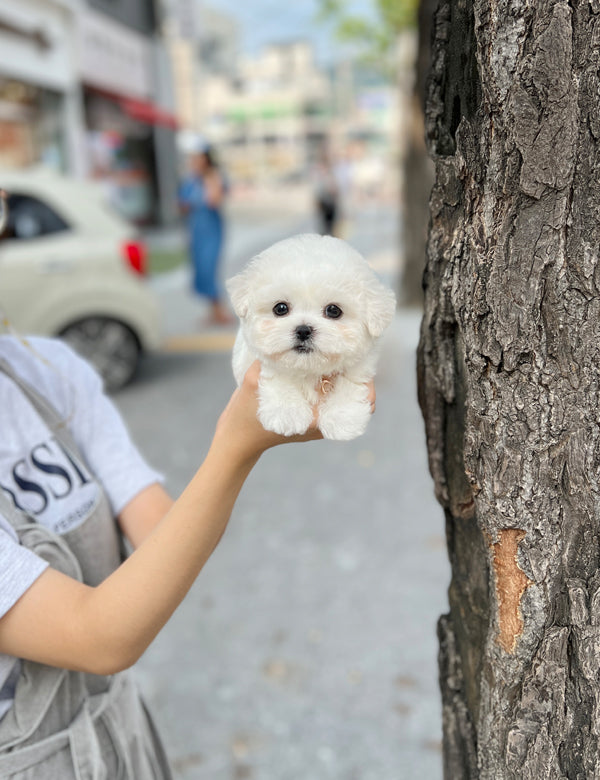 Tea cup Bichonfrise -Sea - I LOVE DOG MAIN