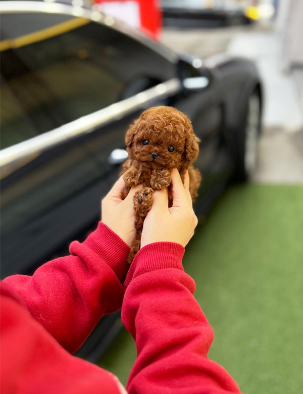 Teacup Redpoodle- Apple - I LOVE DOG MAIN