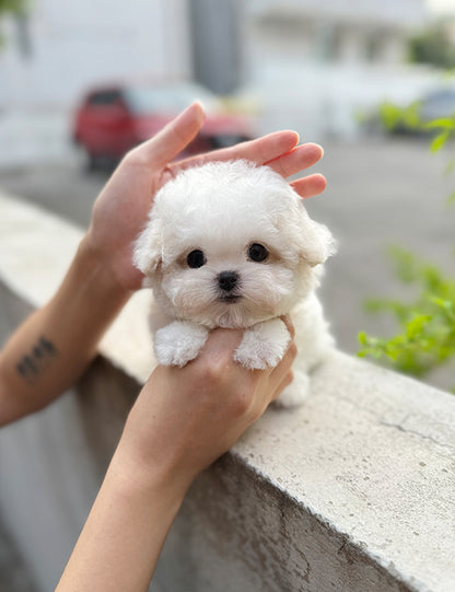 Teacup Bichonfrise -Chico