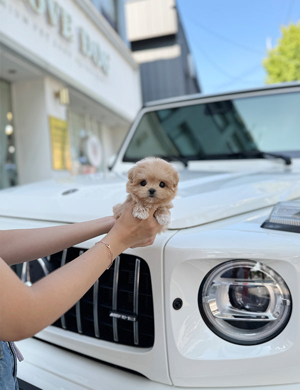 Teacup Maltipoo- Noa