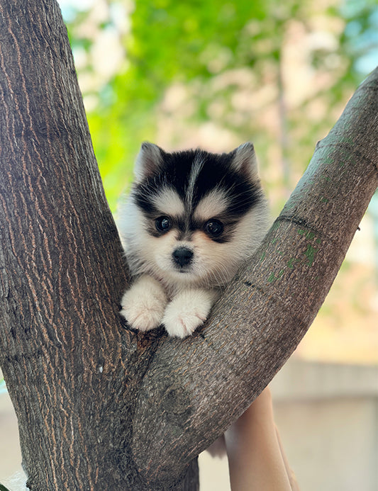 Teacup Pomsky -Sori