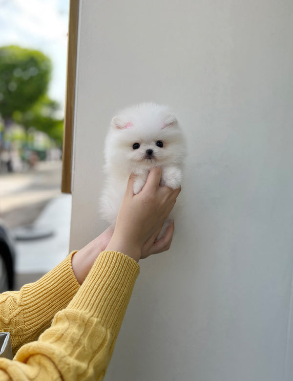 Tea cup Pomeranian-Dasom - I LOVE DOG MAIN