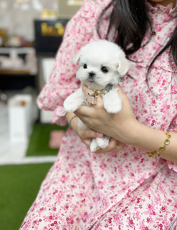 Tea cup Maltese- Snoopy - I LOVE DOG MAIN