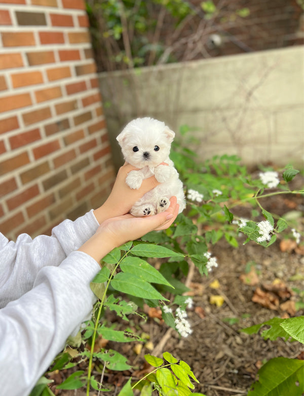 Tea cup Maltese-Meloni - I LOVE DOG MAIN