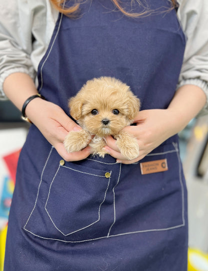 Tea cup Maltipoo- Colby - I LOVE DOG MAIN