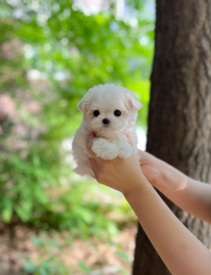 Tea cup Maltese- Doldol - I LOVE DOG MAIN