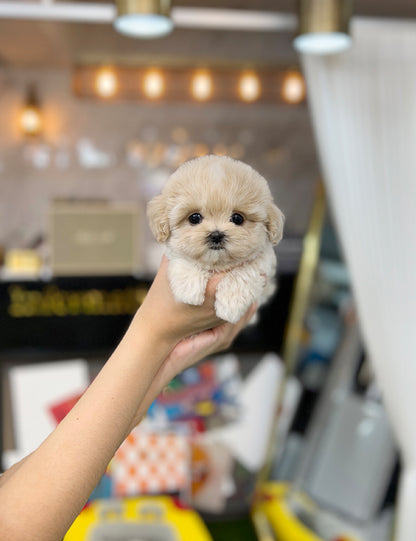 Tea cup Maltipoo- Becky - I LOVE DOG MAIN