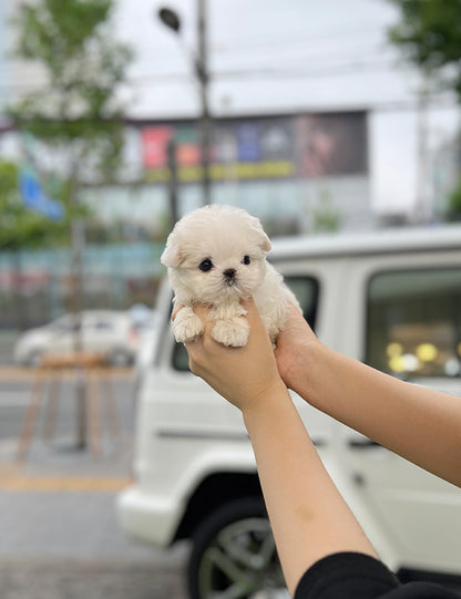 Tea cup Maltese -Cake - I LOVE DOG MAIN