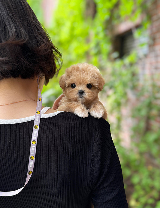 Teacup Maltipoo- Chacha