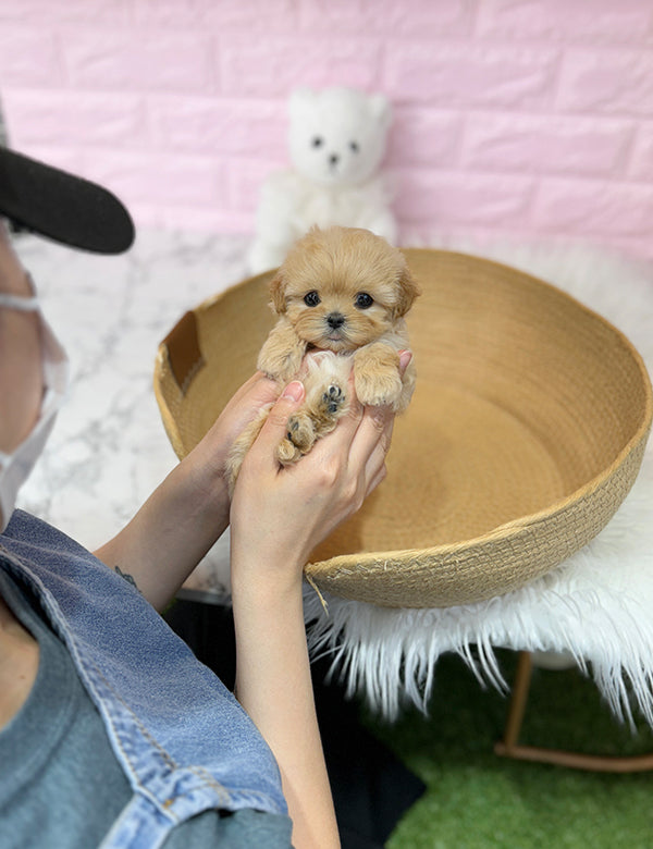 Teacup maltipoo-Riri