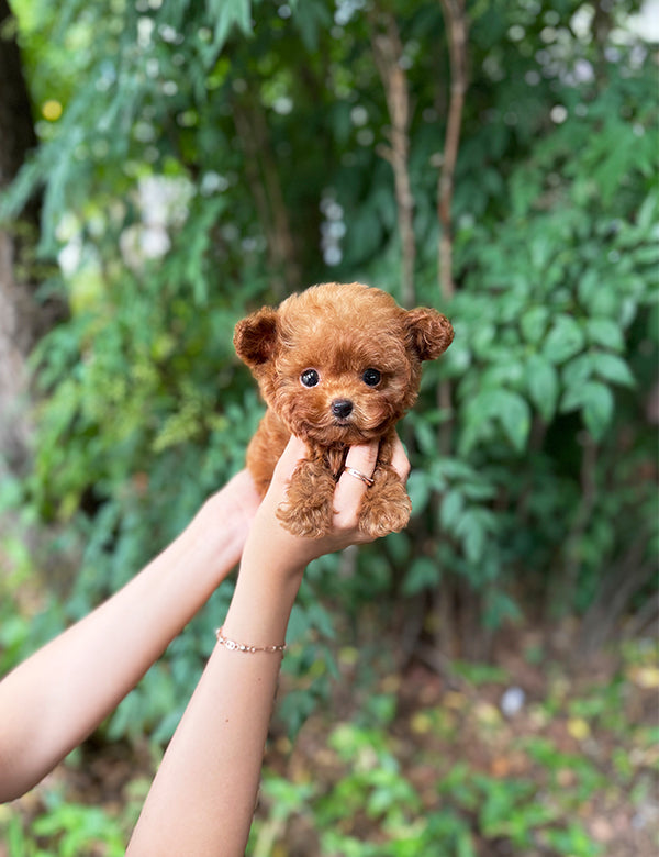 Teacup Teddy Dogs That Look Like Tiny Bears Small Teacup Bear