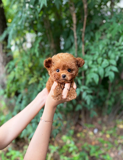 Teacup Toy poodle- lumi