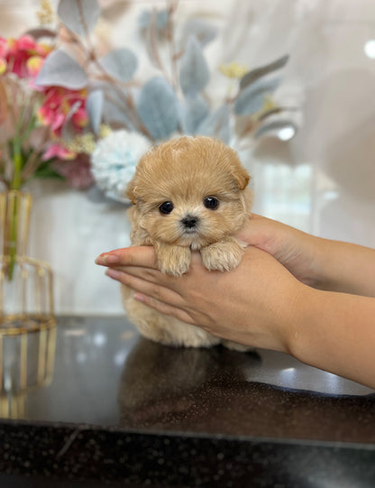 Tea cup Maltipoo- Shark - I LOVE DOG MAIN