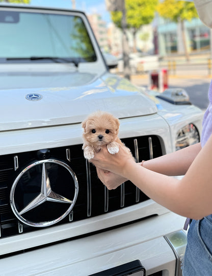 Teacup Maltipoo- Noa