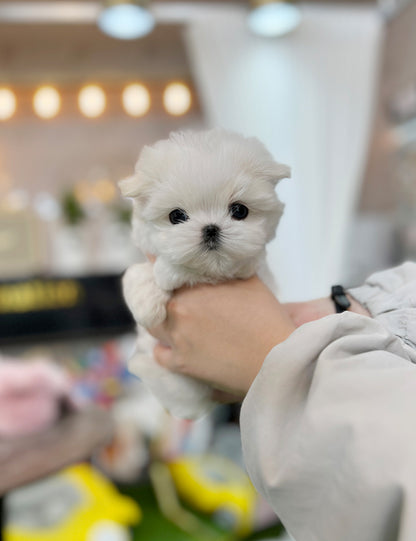 Tea cup Maltese- Brody - I LOVE DOG MAIN