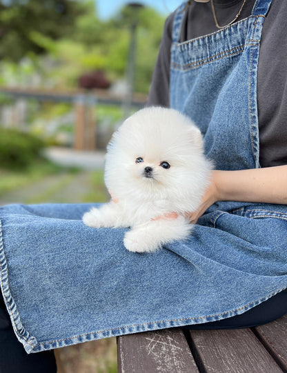 Tea cup Pomeranian-Toto - I LOVE DOG MAIN