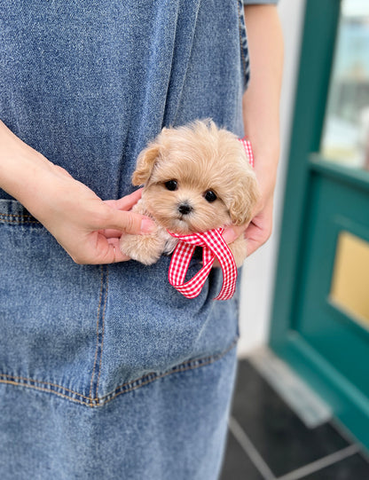 Tea cup Maltipoo- pay - I LOVE DOG MAIN