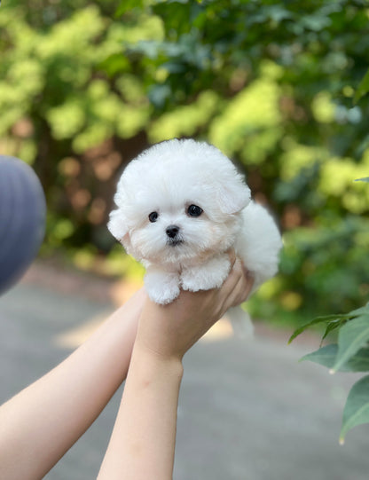 Tea cup Bichonfrise-Nabi - I LOVE DOG MAIN