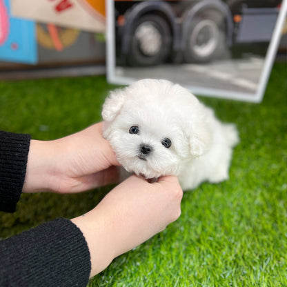 Tea cup Bichonfrise -Tony - I LOVE DOG MAIN