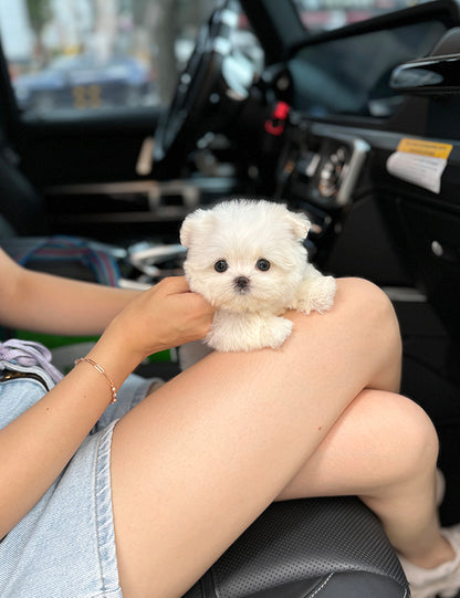 Teacup Maltese-Arin