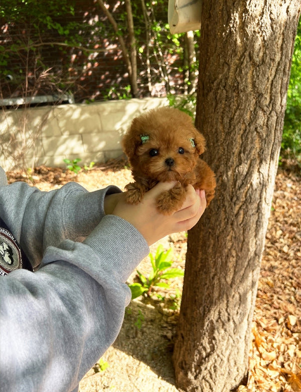 Tea cup Poodle-Gimtan - I LOVE DOG MAIN