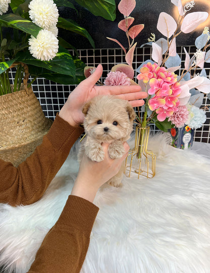 Tea cup Maltipoo-Moara - I LOVE DOG MAIN