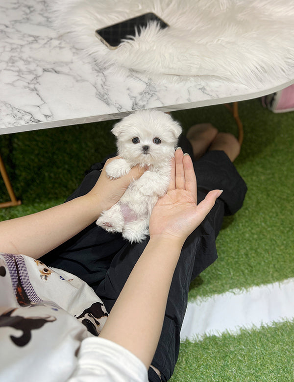 Teacup Maltese - Cookie - I LOVE DOG MAIN