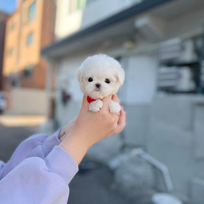 Tea cup Maltese- Yolki - I LOVE DOG MAIN