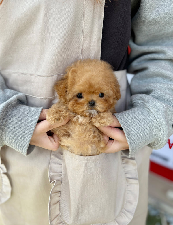 Tea cup Maltipoo- Ellika - I LOVE DOG MAIN