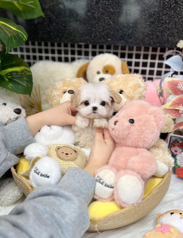 Tea cup Maltipoo-Chita - I LOVE DOG MAIN