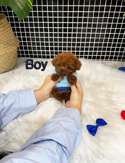 Tea cup Toy Poodle-Burger