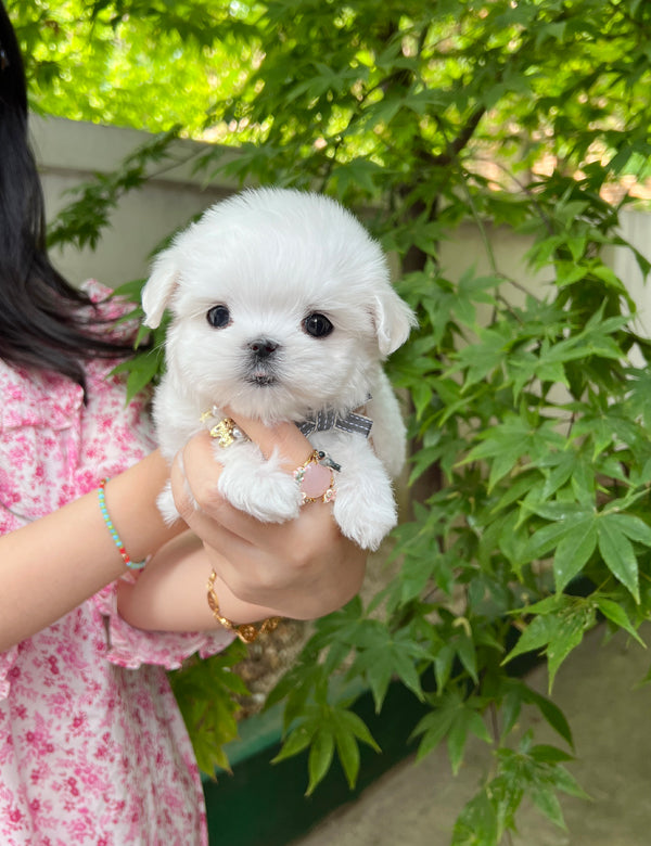 Tea cup Maltese- Snoopy - I LOVE DOG MAIN