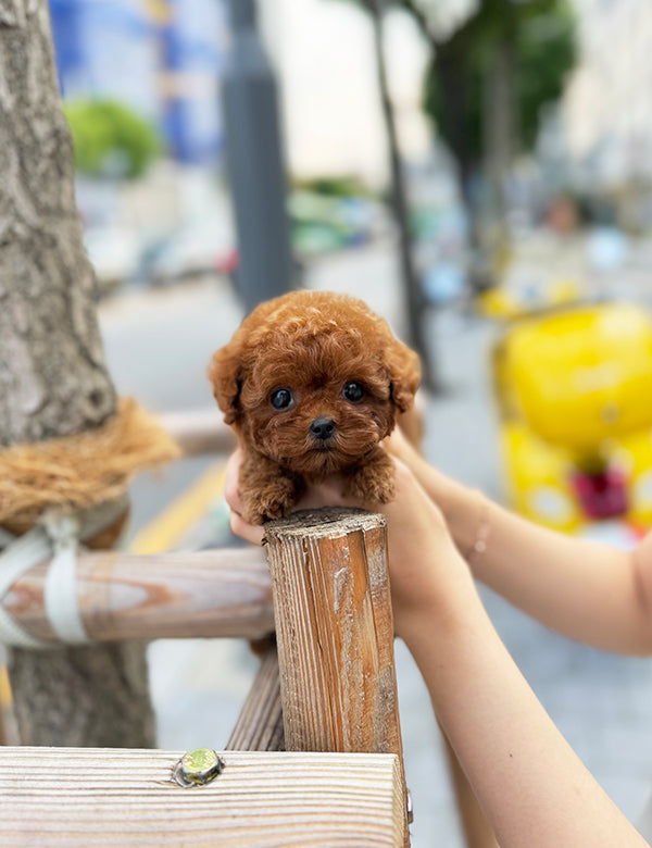 Teacup Redpoodle- momo