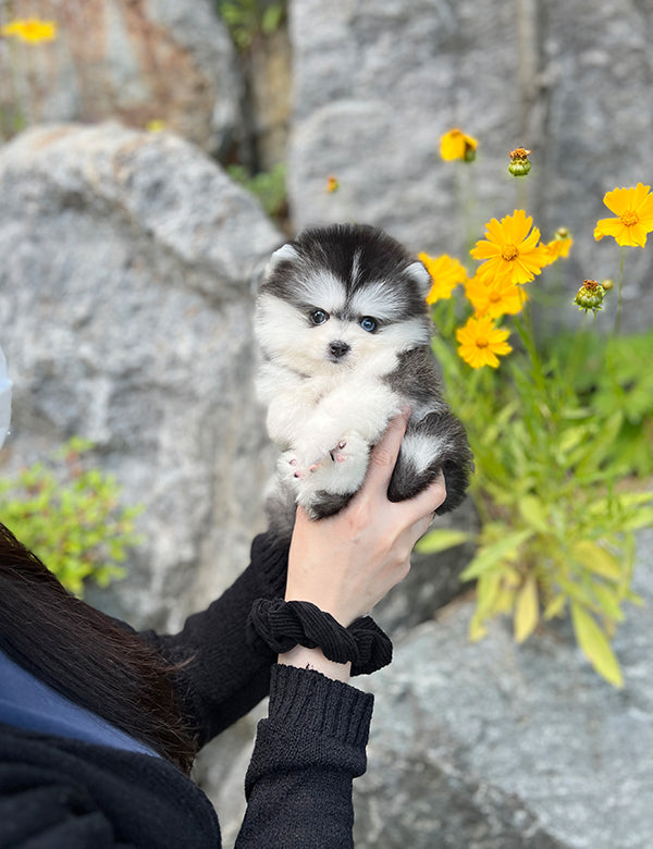 Teacup Pomsky -Shine - I LOVE DOG MAIN