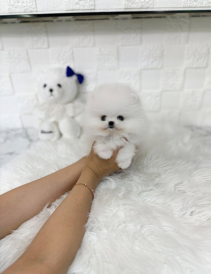 Teacup pomeranian- Sera