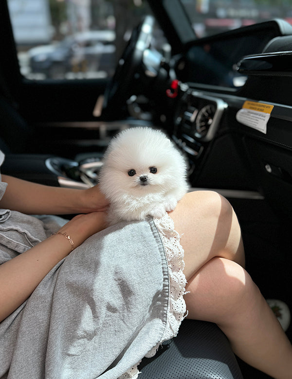 Teacup pomeranian- Songyi