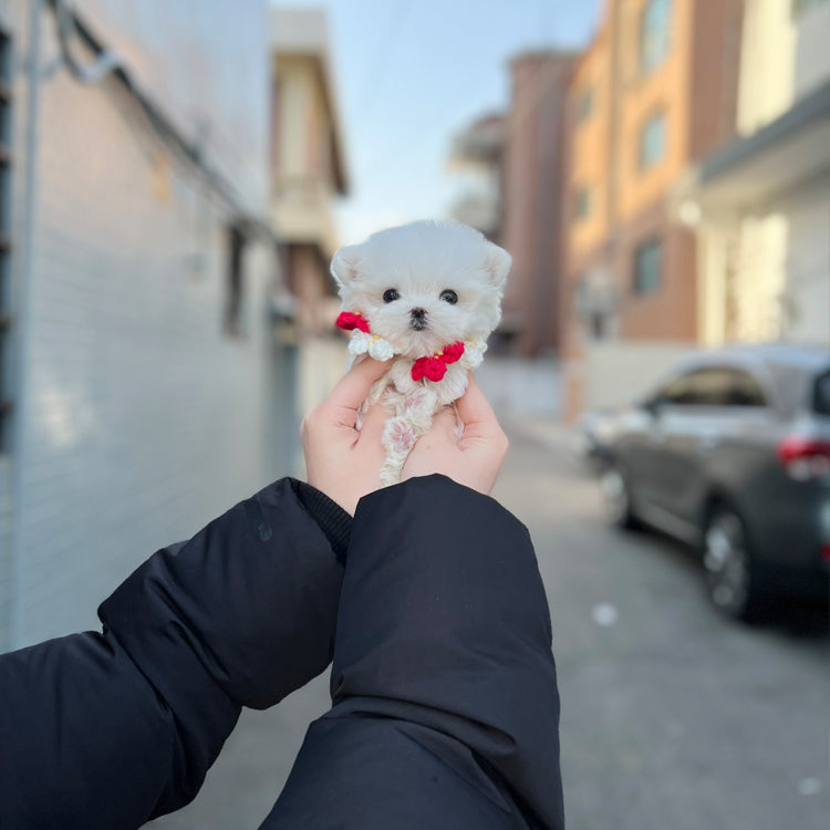 Tea cup Maltese-odin - I LOVE DOG MAIN