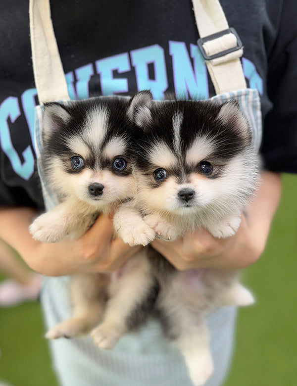 Teacup Pomsky -Taro&Sori