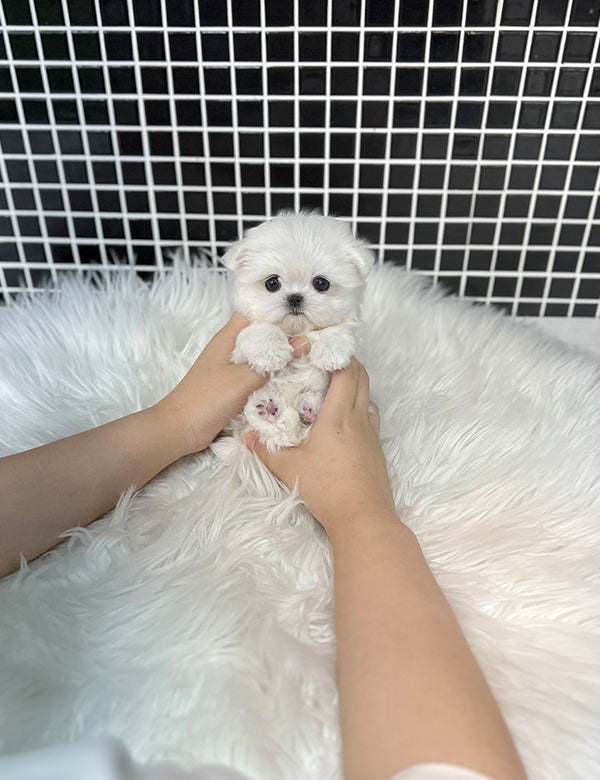 Teacup Maltese - Cookie - I LOVE DOG MAIN