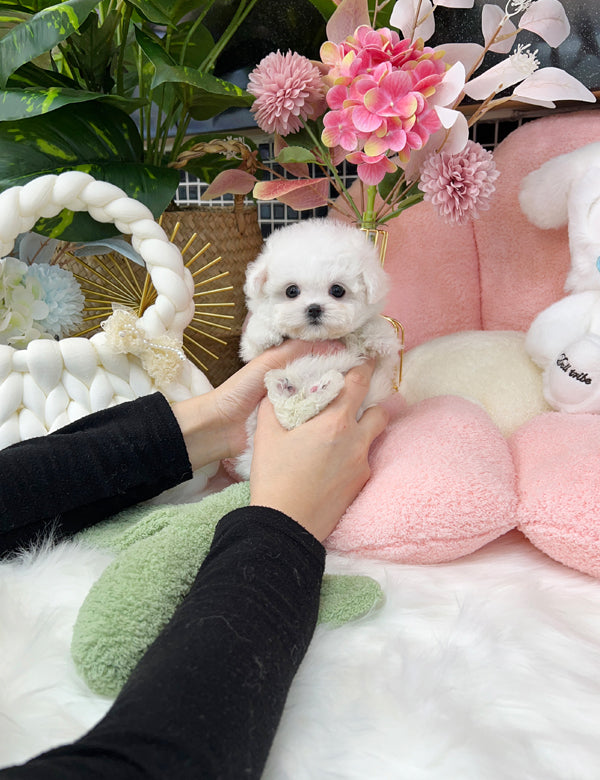 Tea cup Bichonfrise -Zora - I LOVE DOG MAIN