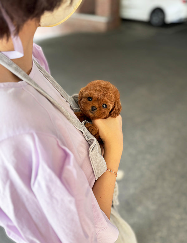 Teacup Redpoodle- Sora