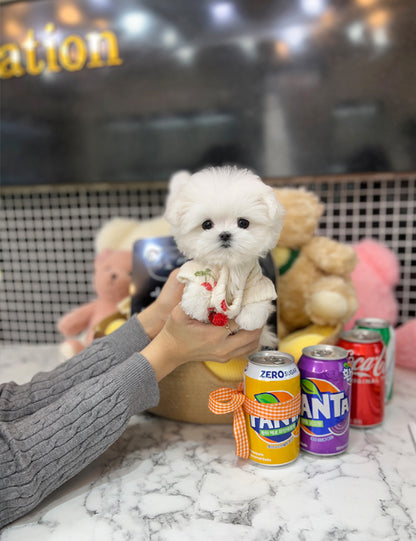 Tea cup Maltese-Banana - I LOVE DOG MAIN