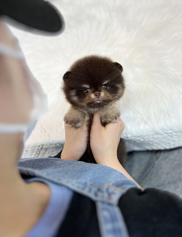 Teacup Chocotan Pomeranian- Luna - I LOVE DOG MAIN