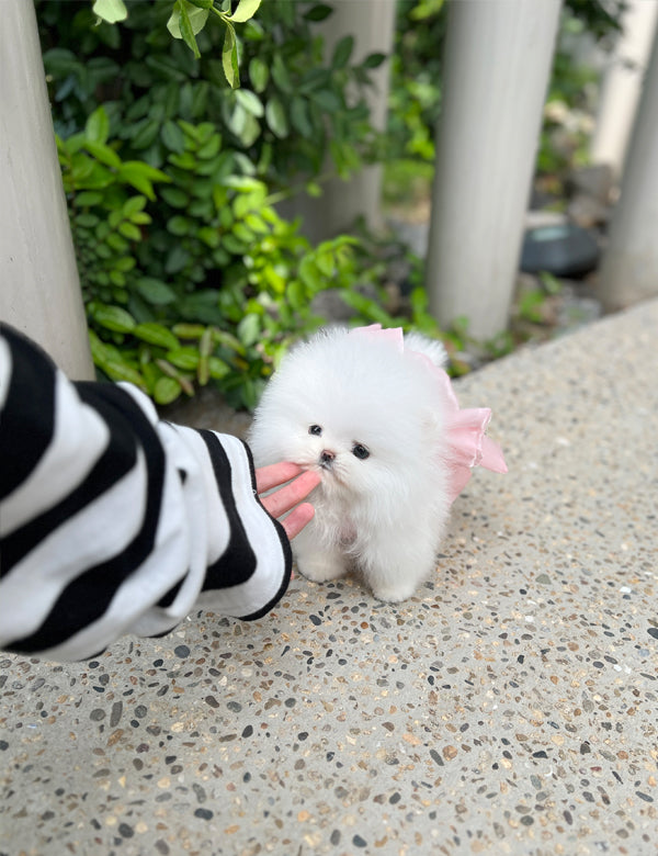 Tea cup Pomeranian-Mini - I LOVE DOG MAIN