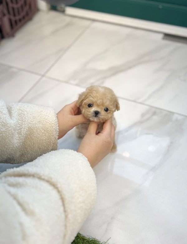 Tea cup Maltipoo- Somi - I LOVE DOG MAIN