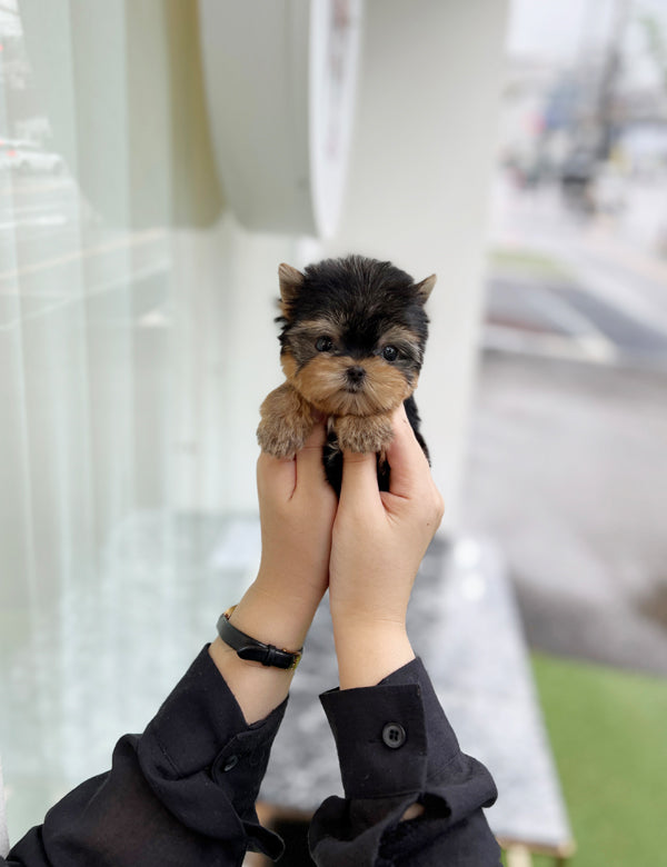 Tea cup Yorkshire Terrier-Theo - I LOVE DOG MAIN