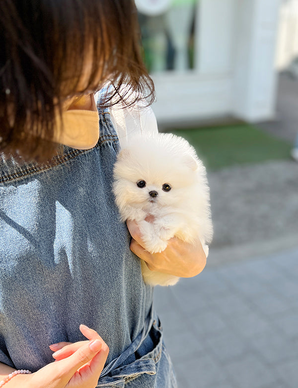 Teacup Pomeranian - Raki - I LOVE DOG MAIN