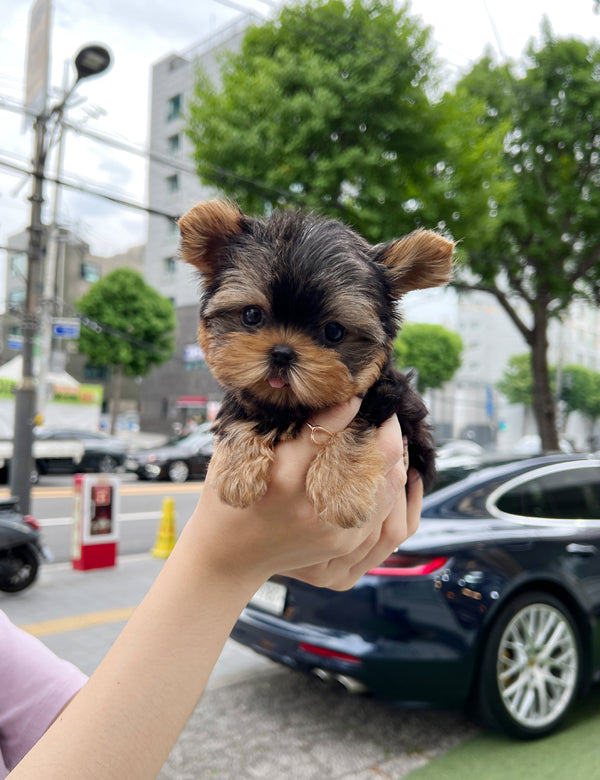 Teacup Yorkshire Terrier- Shuki - I LOVE DOG MAIN